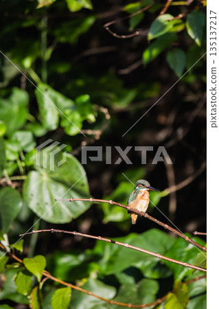 kingfisher 135137217