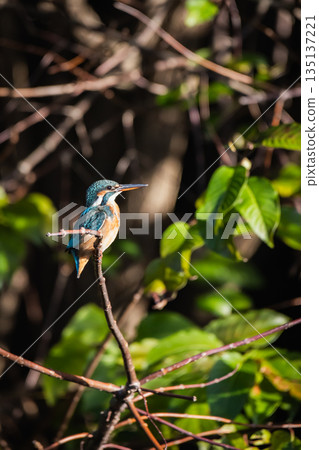 kingfisher kingfisher 135137221