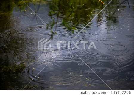 Gentle Rain Falling On Forest Water Surface Gentle Rain Falling On Forest Water Surface 135137296