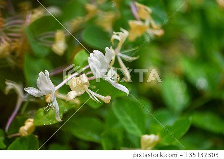 Delicate White Honeysuckle Flowers In Soft Light Delicate White Honeysuckle Flowers In Soft Light 135137303
