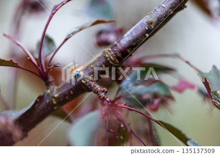 Moth Caterpillar on Tree Branch with Early Leaf Damage Moth Caterpillar on Tree Branch with Early Leaf Damage 135137309