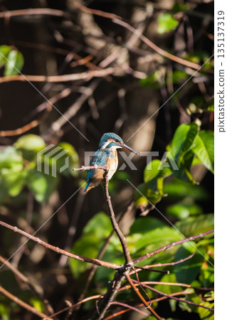 kingfisher 135137319