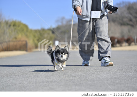 Elderly dog Chihuahua walking Elderly dog Chihuahua walking 135137356