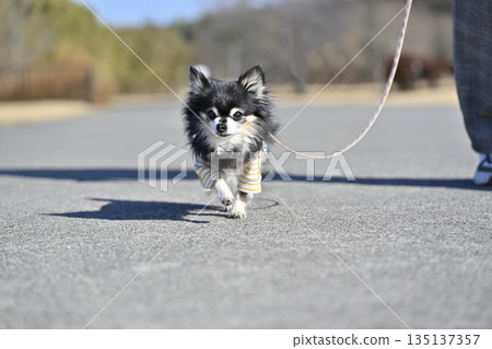 Elderly dog Chihuahua walking Elderly dog Chihuahua walking 135137357