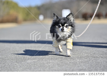 Elderly dog Chihuahua walking 135137358