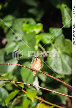 kingfisher kingfisher 135137379