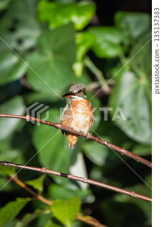 kingfisher kingfisher 135137383