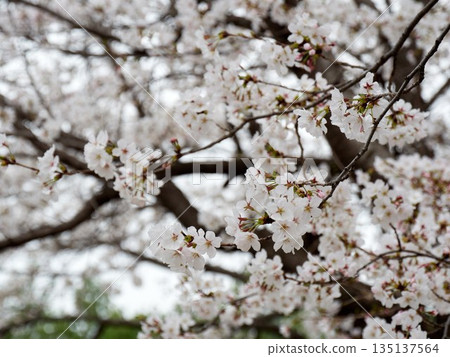 Cherry blossoms in full bloom in spring 135137564