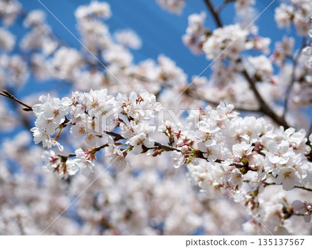Cherry blossoms in full bloom in spring 135137567