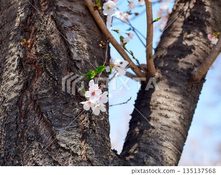 Cherry blossoms in full bloom in spring 135137568