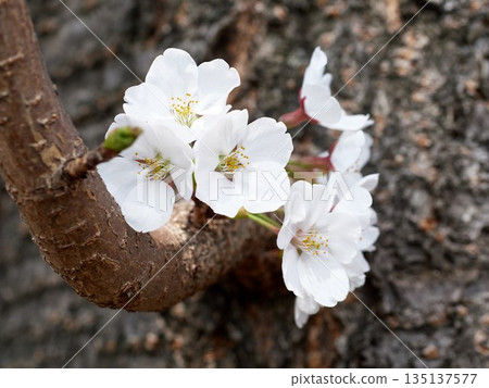 Cherry blossoms in full bloom in spring 135137577