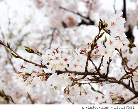 Cherry blossoms in full bloom in spring Cherry blossoms in full bloom in spring 135137581