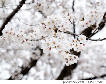 Cherry blossoms in full bloom in spring Cherry blossoms in full bloom in spring 135137585