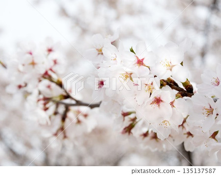 Cherry blossoms in full bloom in spring 135137587