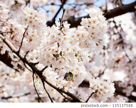 Cherry blossoms in full bloom in spring 135137588