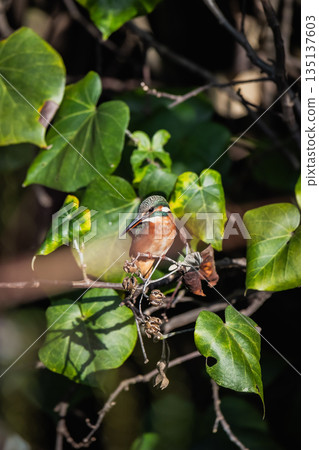 kingfisher kingfisher 135137603
