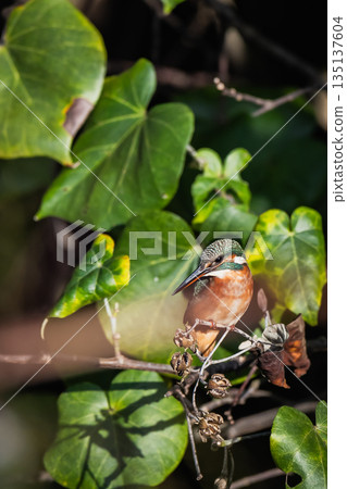 翠鳥 翠鳥 135137604