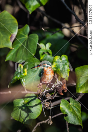 kingfisher kingfisher 135137605