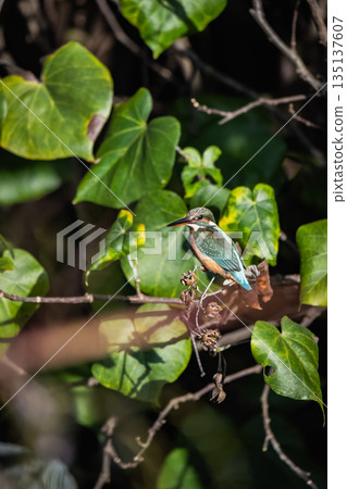 kingfisher kingfisher 135137607