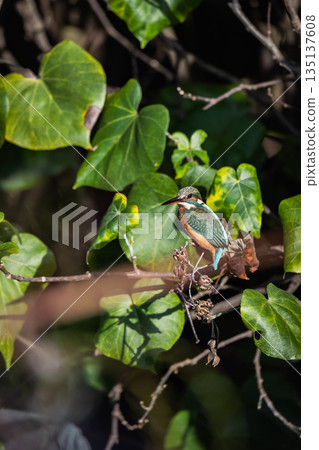 kingfisher 135137608