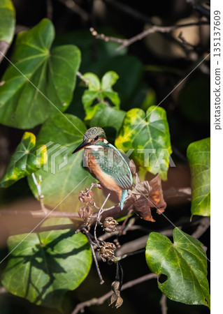 kingfisher 135137609