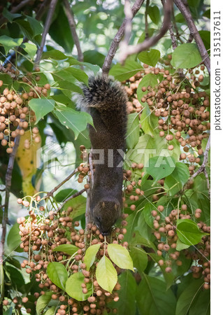 squirrel squirrel 135137611