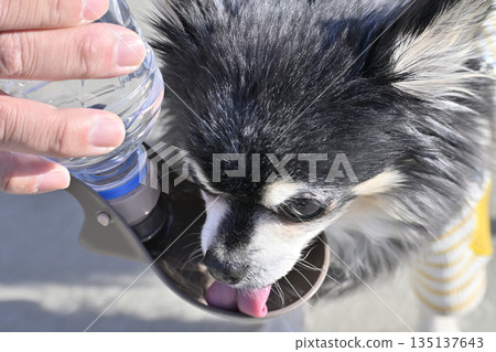 Hydration for your beloved dog: Pet water drinker 135137643