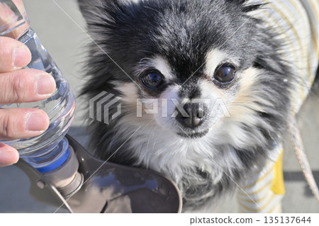 Hydration for your beloved dog: Pet water drinker 135137644