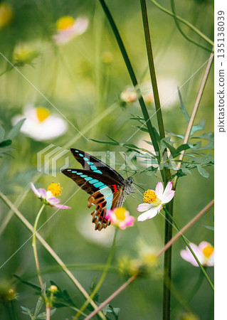 Blue-banded swallowtail butterfly 135138039