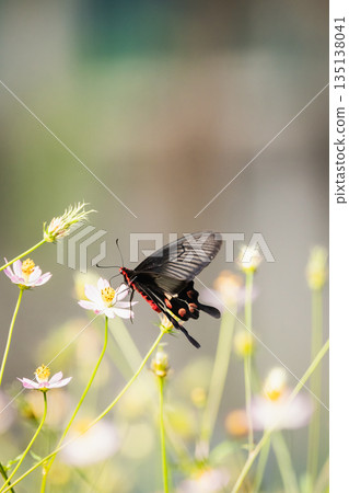 Red-beaded Swallowtail 135138041