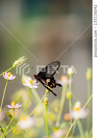 Red-beaded Swallowtail 135138042