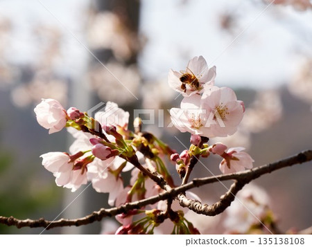 Cherry blossoms and honeybee in full bloom in spring Cherry blossoms and honeybee in full bloom in spring 135138108
