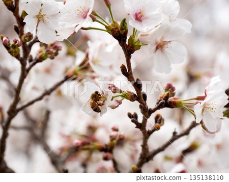 Cherry blossoms and honeybee in full bloom in spring Cherry blossoms and honeybee in full bloom in spring 135138110