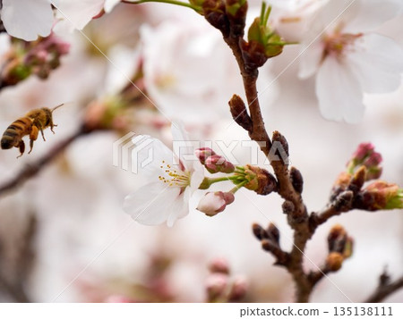 Cherry blossoms and honeybee in full bloom in spring 135138111