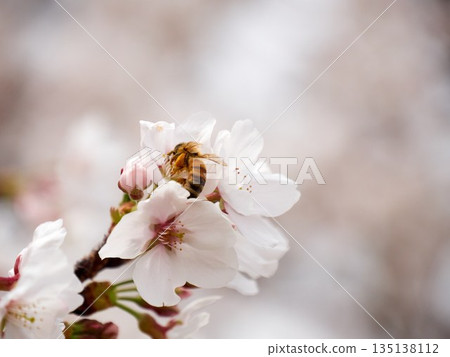 Cherry blossoms and honeybee in full bloom in spring Cherry blossoms and honeybee in full bloom in spring 135138112