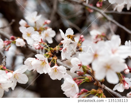 Cherry blossoms and honeybee in full bloom in spring Cherry blossoms and honeybee in full bloom in spring 135138113