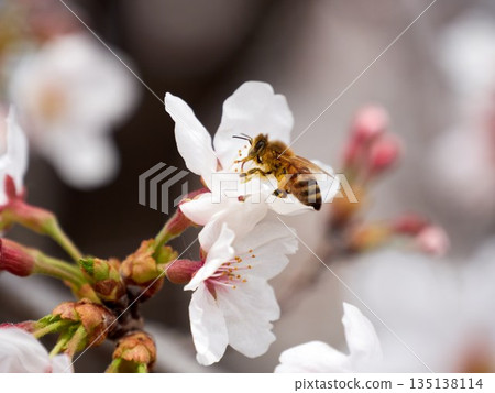 Cherry blossoms and honeybee in full bloom in spring 135138114