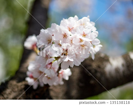 Cherry blossoms and honeybee in full bloom in spring Cherry blossoms and honeybee in full bloom in spring 135138118