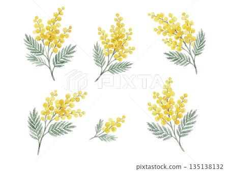 水彩風格的含羞草插圖 135138132