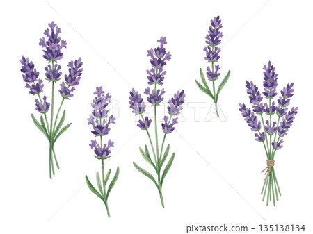 水彩風格的薰衣草插圖 135138134