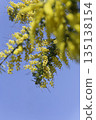 Mimosa blooming in the blue sky. Softly blurred spring background (vertical, with margins) 135138154