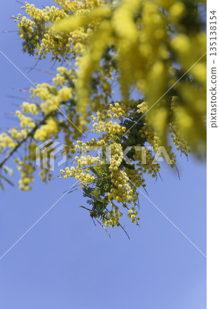 藍天下盛開的含羞草。柔和模糊的春日背景（直幅，有邊框）。 135138154