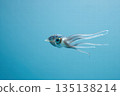 Blue Ocean Squid Gliding Through Clear Water For Marine Life Underwater Photography 135138214