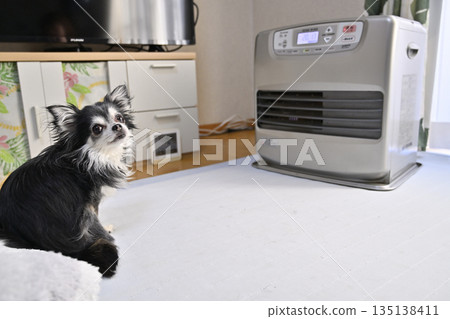 Chihuahua puppy warming by the stove 135138411