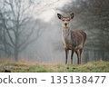 Doe Deer Standing In Misty Meadow, Calm Forest Scene With Soft Morning Light 135138477