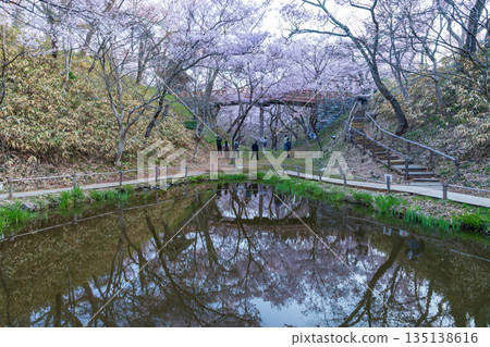Cherry blossoms in full bloom at Takazume Castle Ruins Park in Ina City, Nagano Prefecture Cherry blossoms in full bloom at Takazume Castle Ruins Park in Ina City, Nagano Prefecture 135138616