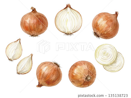 水彩洋蔥插圖 135138723