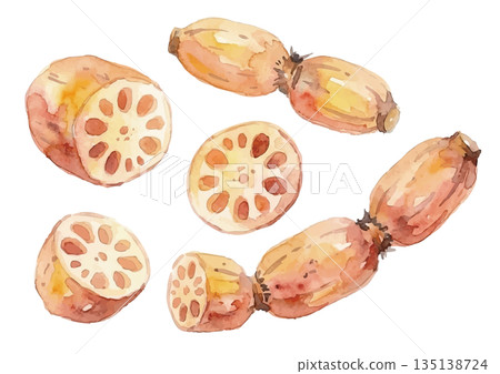 水彩蓮藕插圖 135138724