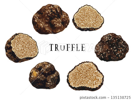 Watercolor truffle illustration 135138725