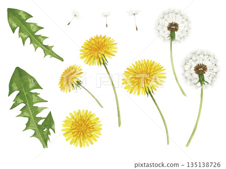 Watercolor dandelion illustration 135138726